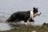 BORDER COLLIE 737